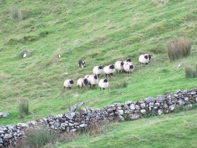 killary-sheep-farm