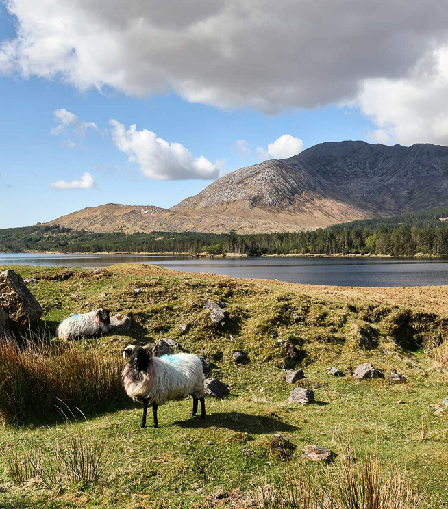 Oughterard Ross
